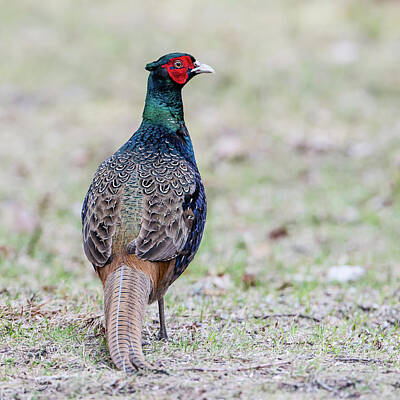  Photograph - The Pheasant Beauty s back by Torbjorn Swenelius