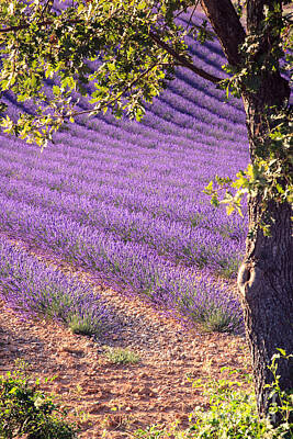 Designs Similar to Lavender rows in Provence