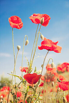 Designs Similar to Poppies by Matteo Colombo
