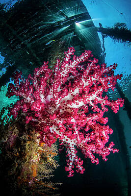 Photograph - Soft coral under jetty by Todd Winner