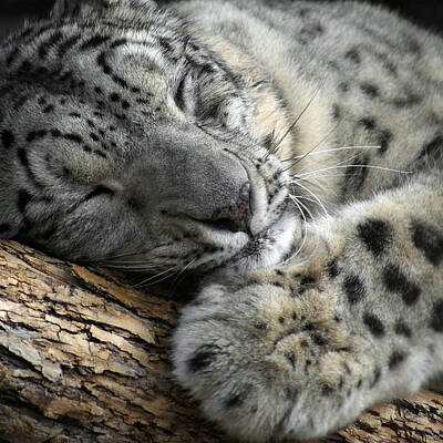 snowleopard