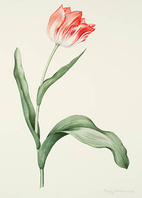 Tulip Zoomerschoon Painting by Sally Crosthwaite