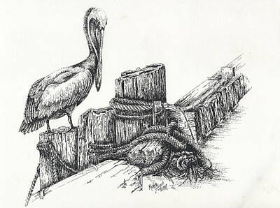 1-pelican-at-dockside-meldra-driscoll.jpg