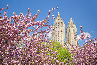 Cherry Blossoms In Central Park Photograph by Andria Patino