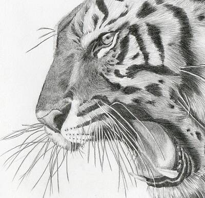 Tiger Tiger Drawing by Sue Miles