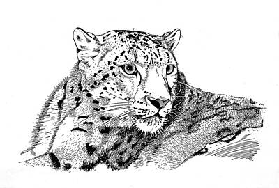 Amur Leopard Drawings | Fine Art America