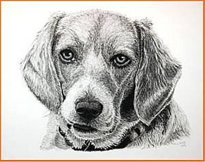 Beagle Dog Drawings (Page #2 of 5) | Fine Art America