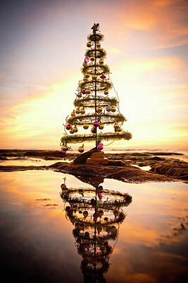 Christmas Trees Photographs (Page #12 of 100) | Fine Art America