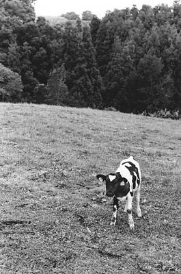 Dairy Calf Lomba  De Sao Pedro Sao Miguel Azores 