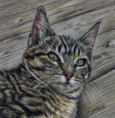 Calico Cat Drawings | Fine Art America