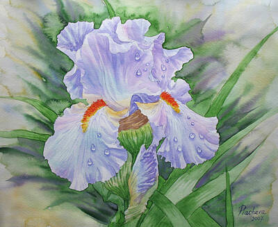 Dew On Light Blue Iris. Painting by Natalia Piacheva