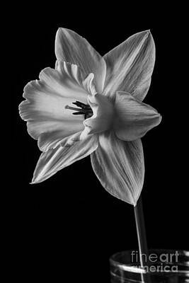 Black And White Flower Photographs for Sale (Page #10 of 278)