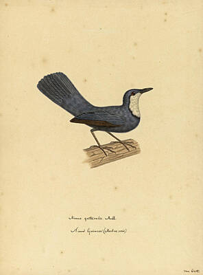  Drawing - Ptilorrhoa Caerulescens by Pieter van Oort