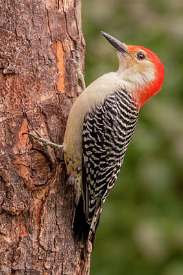 Limited Edition Print Red-bellied Woodpecker Stan