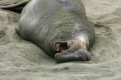 Snoring elephant. Морской слон. Морские слоны. Морской слон с открытым ртом.