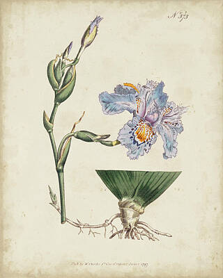 Botanical Art Prints (Page #5 of 35) | Fine Art America