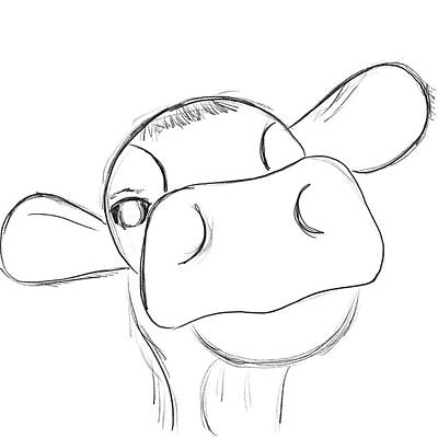 Cow Face Drawings Fine Art America