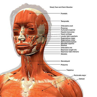 Facial Muscle Chart