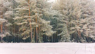 Snow Covered Pine Trees Art Fine Art America