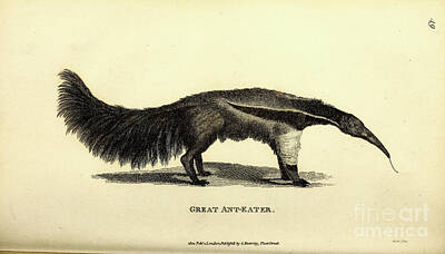 Holy Silky Ant Eater PRINT