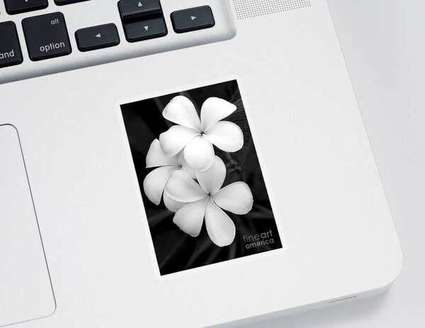 Black and White Flower Photography Stickers