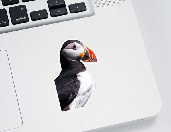 Puffin Stickers