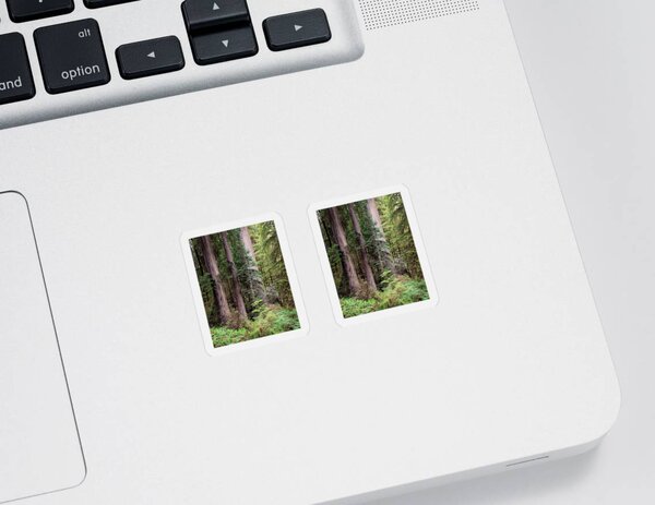 Redwood Forest Stickers
