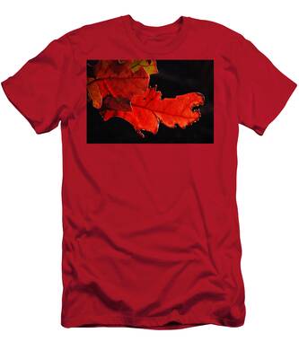 Fall Trees Highlighted By The Sun T-Shirts