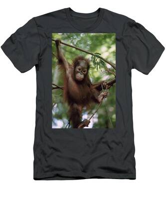 Orangutan T-Shirts