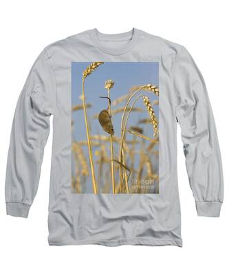 Designs Similar to Harvest Mouse On Wheat