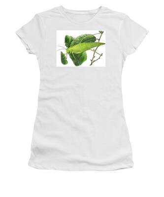 Katydid Women's T-Shirts