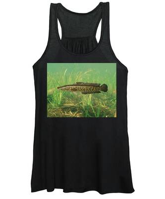 Northern Snakehead Tank Top by USGS and USFWS/ Science Source - Science  Source Prints - Website
