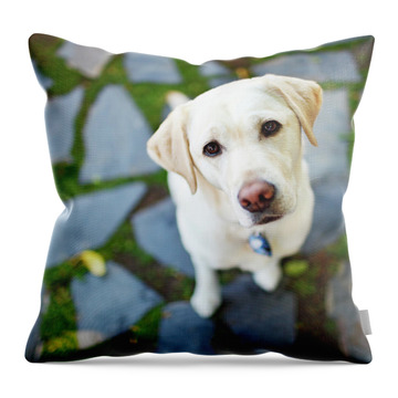 Labrador Chocolate Lab  Throw Pillow for Sale by ElegantCat