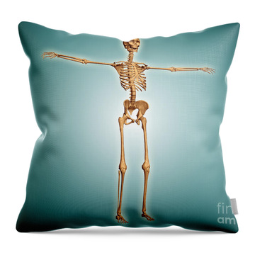 https://render.fineartamerica.com/images/rendered/search/throw-pillow/images-medium-5/perspective-view-of-human-skeletal-stocktrek-images.jpg