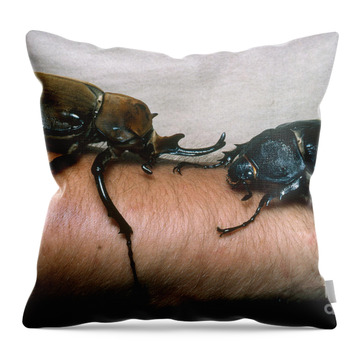 Rhino Beetles Animals All I Care About is Rhino Beetles and Like Maybe 3 People Throw Pillow 18x18 Multicolor 