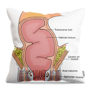 https://render.fineartamerica.com/images/rendered/search/throw-pillow/images-medium/5-illustration-of-rectum-science-source.jpg
