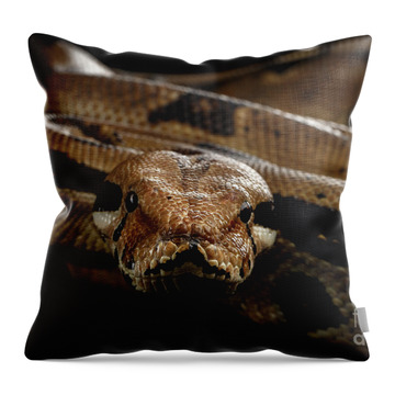 Boa Constrictor Throw Pillows