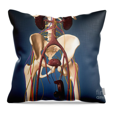 Pelvic floor of human male. Throw Pillow for Sale by