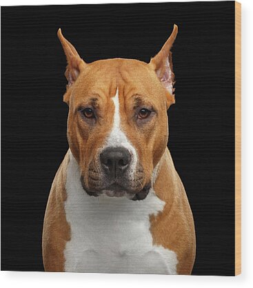 American Staffordshire Terrier Wood Prints