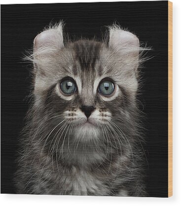Kitten Wood Prints