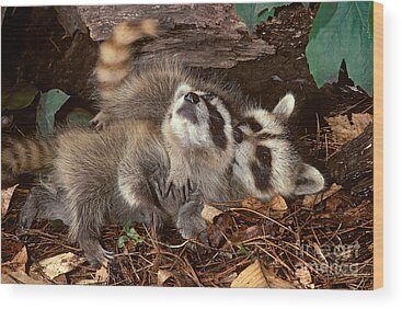 Designs Similar to Baby Raccoons Playing