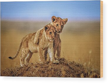 Baby Lions Wood Prints