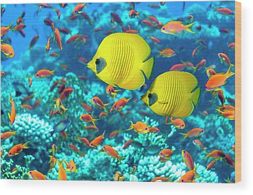 Designs Similar to Coral Reef Scenery With Golden