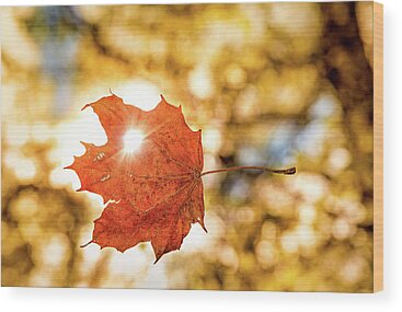 Designs Similar to Falling Leaf