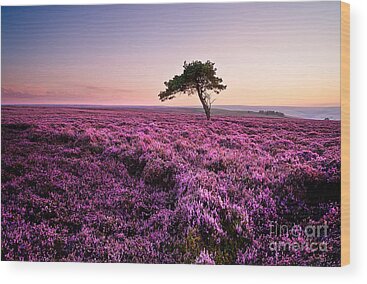 Purple Heather Wood Prints