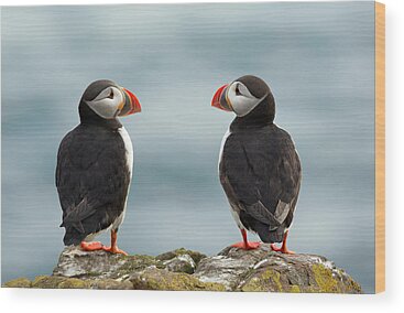 Puffin Wood Prints