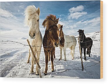 Stunning Photography - 1X Horse Wood Prints