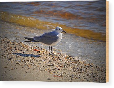 Designs Similar to Laughing gull by Doug Grey