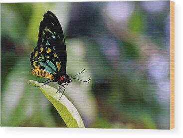 Designs Similar to Male Cairus Birdwing Butterfly