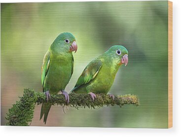 Parakeet Wood Prints